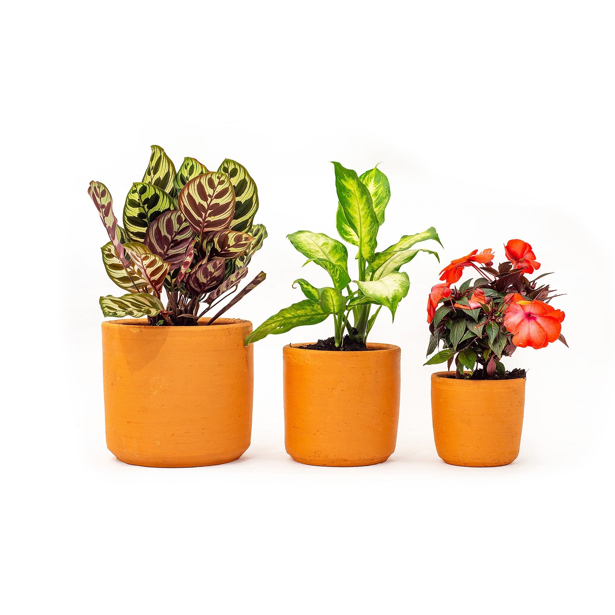buy zz plant raven Black Raven ZZ Plant main image 0