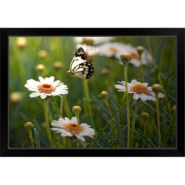 "Lone butterfly seeking out flower to land on." Black Framed Print