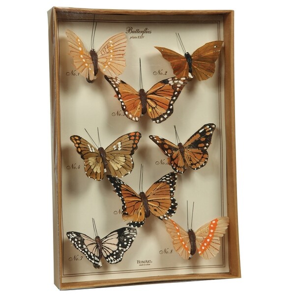 Feather 8 Piece Butterfly Accent Decor with Specimen Box, Brown. Opens flyout.