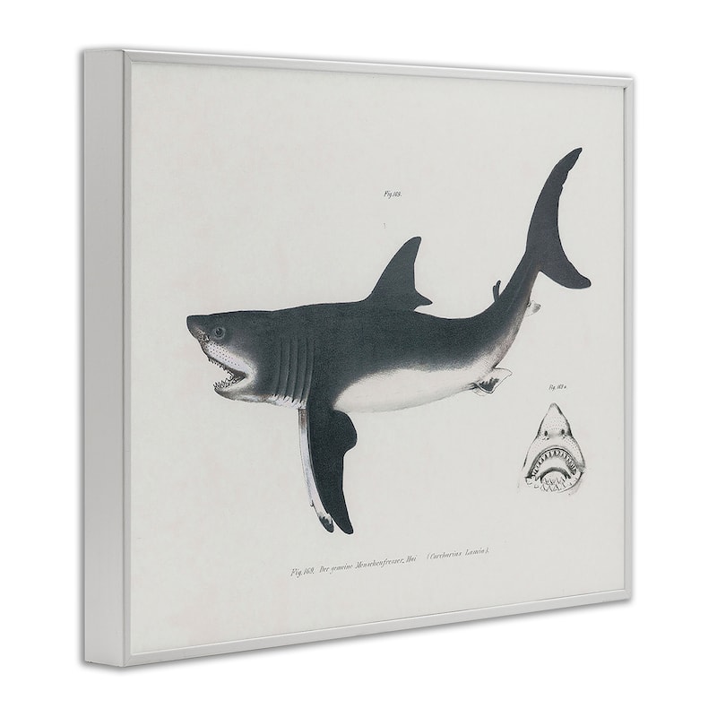 Stupell Detailed Shark Diagram Framed Giclee Art Design By Phillipa Katz