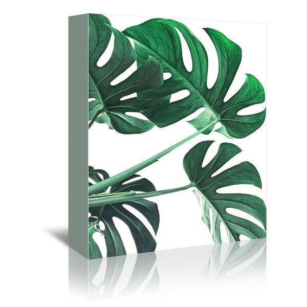 philodendron florida Philodendron Florida Beauty x Tortum Variegated (PFBH1)   Next World  Exotics