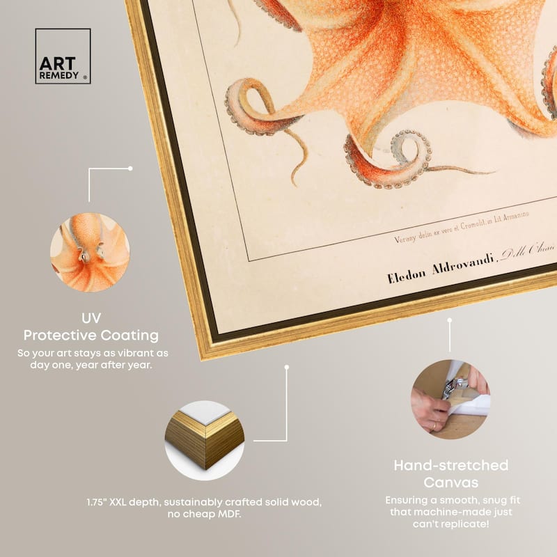 Verany The Octopus 1815 II Canvas by Art Remedy