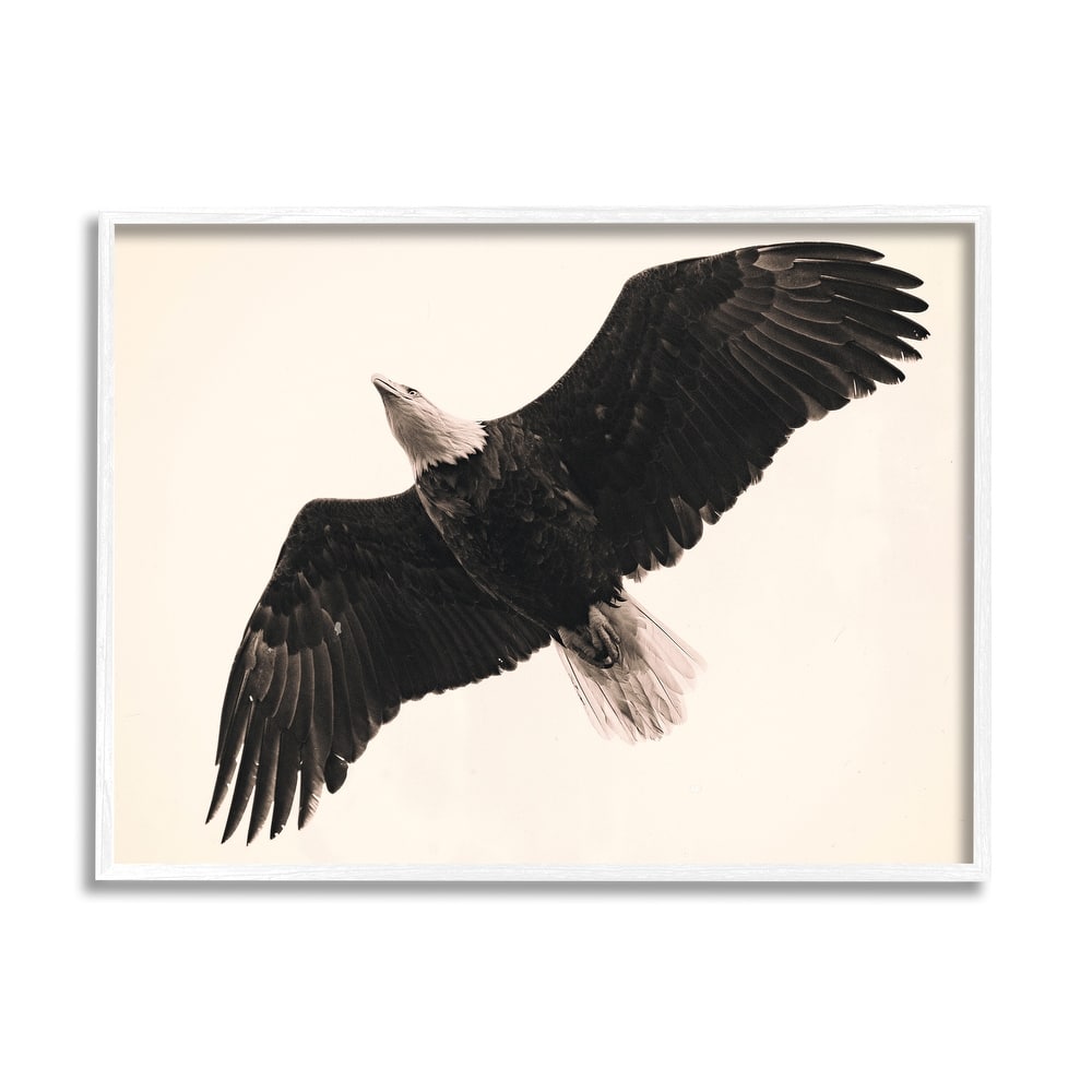 Stupell Eagle Flying Overhead Vintage Bird Sepia Tone Photography Framed Wall Art - Black