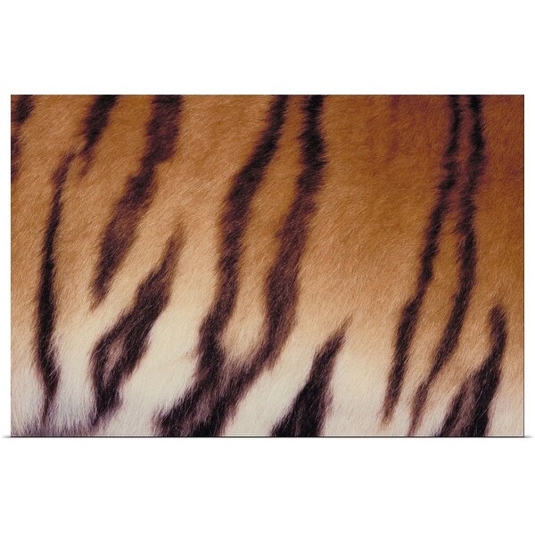 "Close-up of tiger stripes" Poster Print