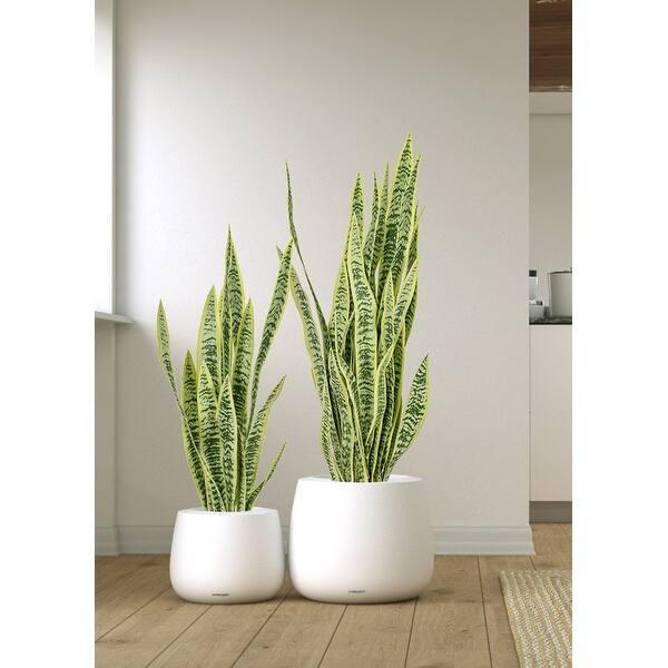 Belly 15 Inch Indoor Outdoor Planter in Matte Finish - 15 Inch - Bed Bath &  Beyond - 32324782