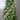 72"X6W Sequin Open Weave metallic Garland