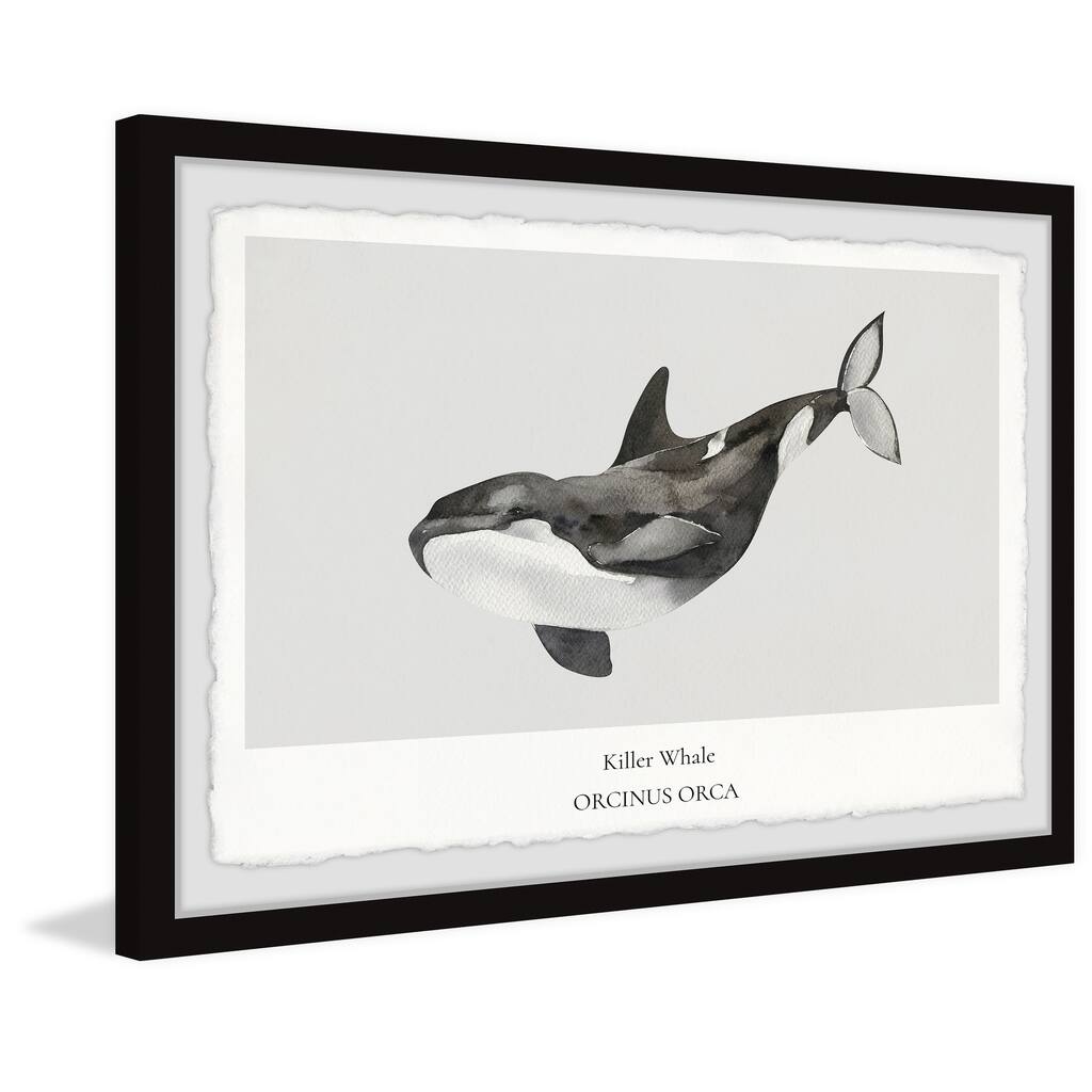 'Orcinus Orca' Framed Painting Print