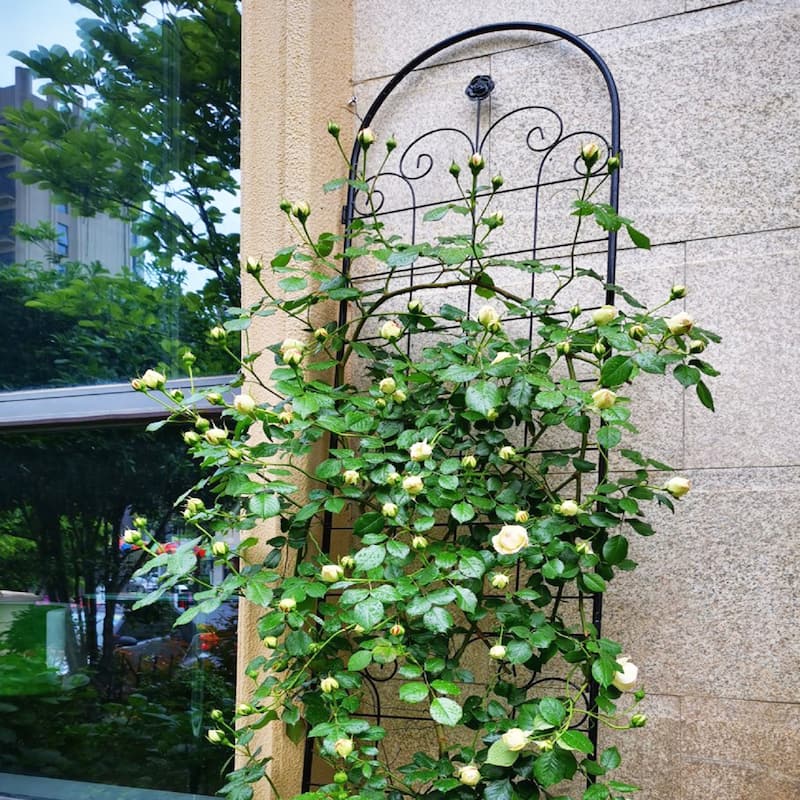 2 Pack Metal Garden Trellis for Climbing Plants