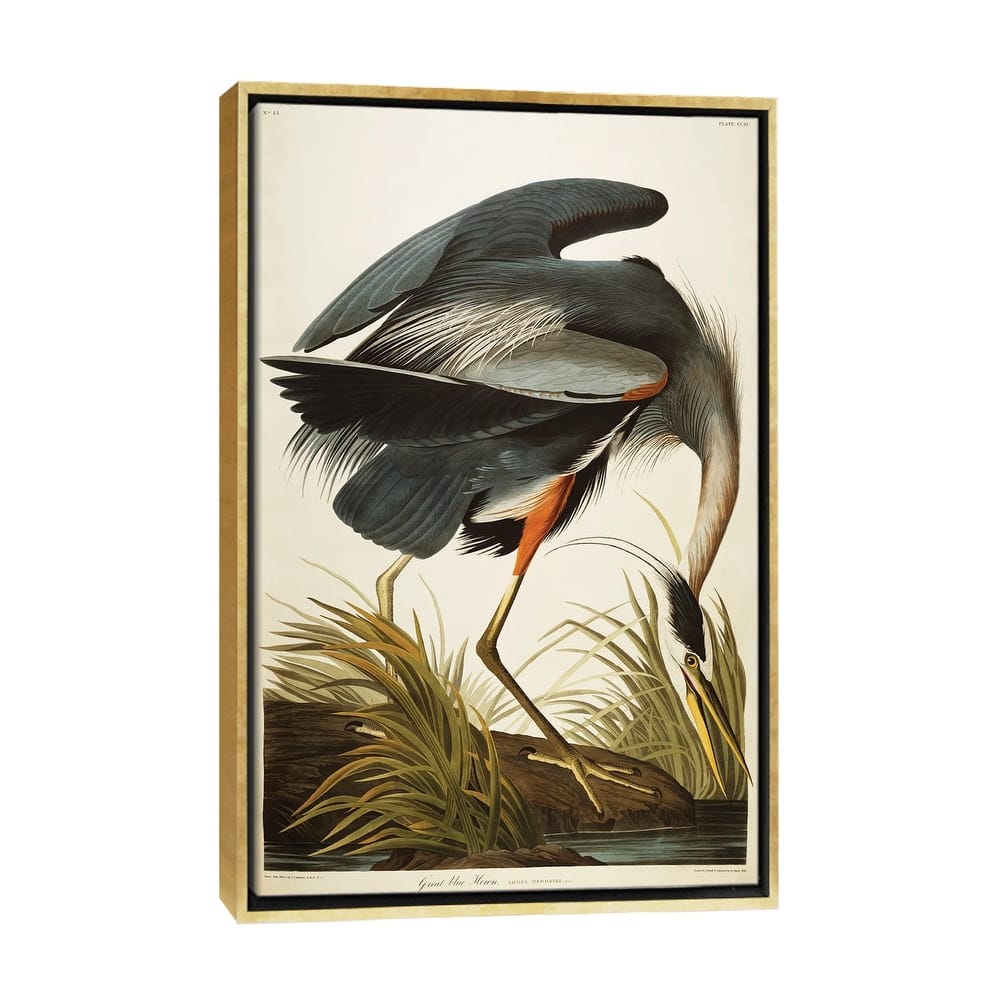 iCanvas "Great Blue Heron " by John James Audubon Framed Canvas Print