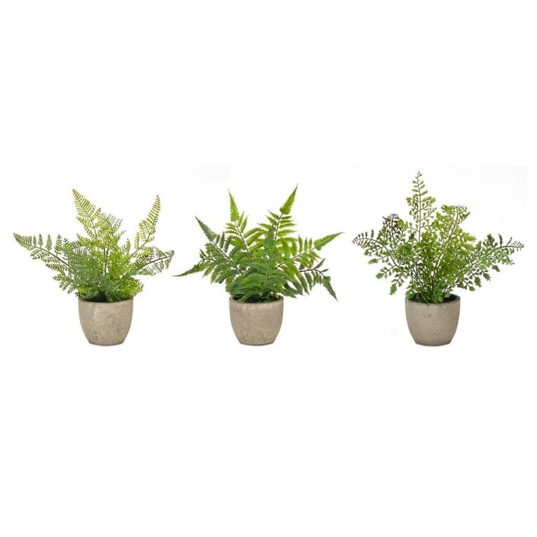Potted Fern Plant (Set of 3) - 11 x 3.5 x 9.5