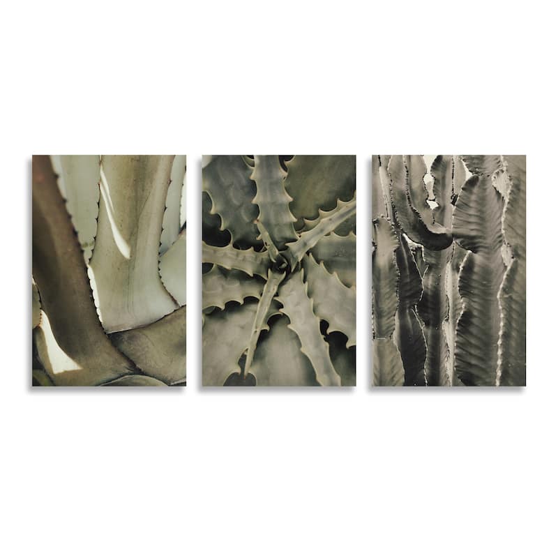"Succulents" Framed 3-Piece Wall Art Set by 1X