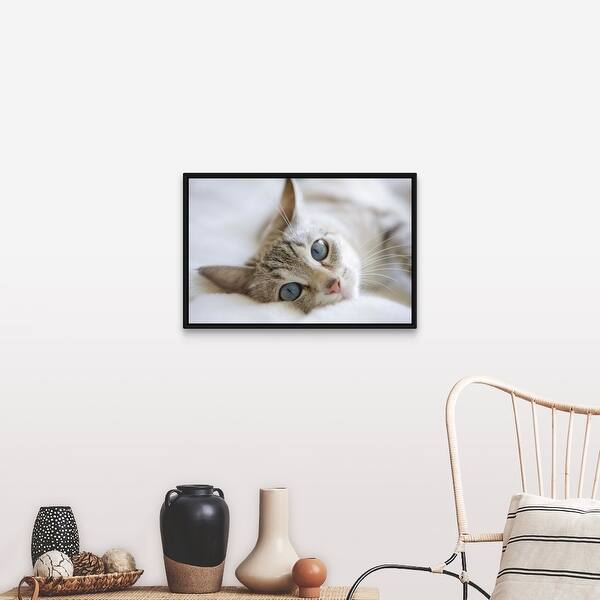 Shop Pretty White Cat With Blue Eyes Laying On Couch Black