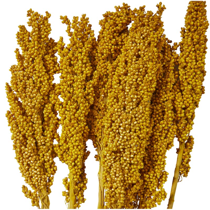 Yellow Dried Plant Corn Maze Home Decor Natural Foliage with Long Stems
