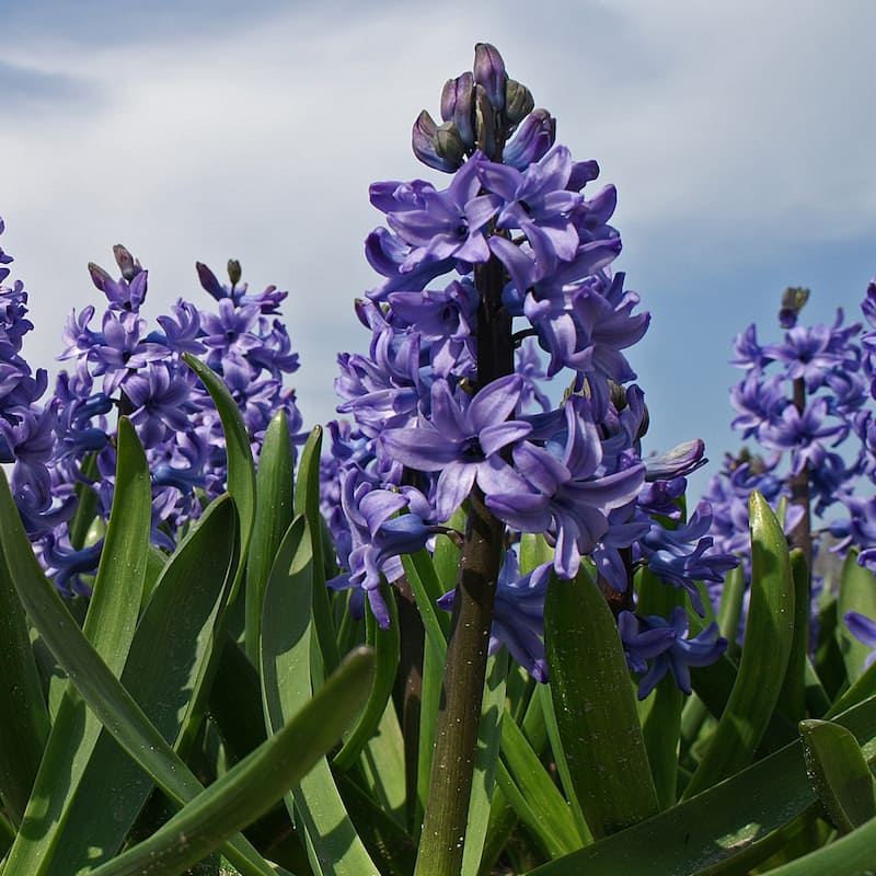 Blushing Blue Double Hyacinth - Fragrant Blue Flowers - 10 Bulbs - Attracts Butterflies, Bees & Hummingbirds - 10 Bulbs