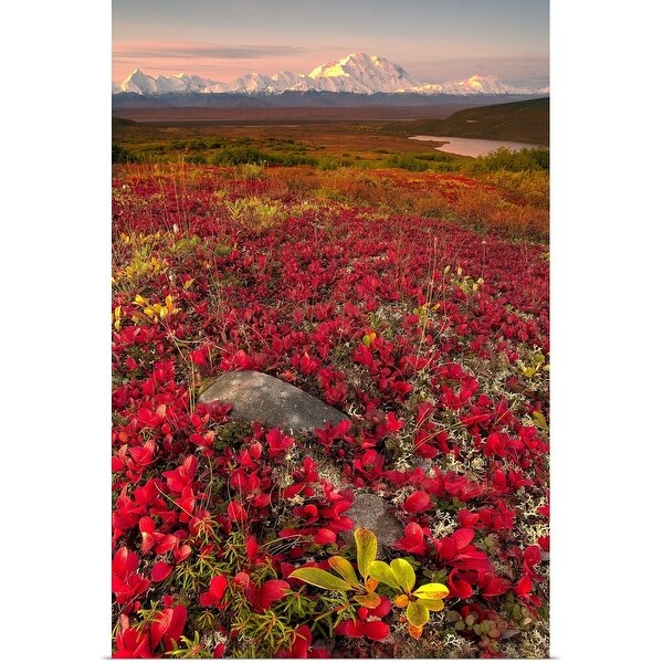 "View from Primrose Ridge, Denali National Park, Alaska, USA" Poster Print