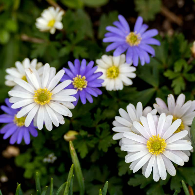 Anemone Blanda Colorful Mix - 15 Bulbs - Blue, Purple & White Flowers Attracts Butterflies & Bees - 15 Bulbs