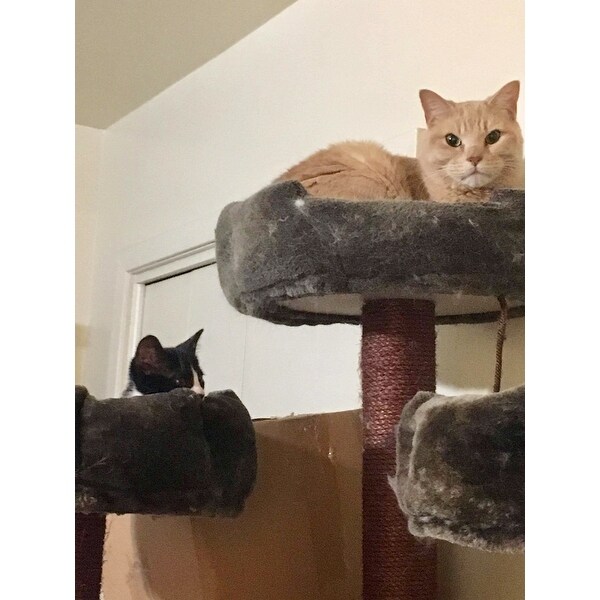 Shop Redwood 74 Inch Dark Brown Cat Tree Furniture Overstock
