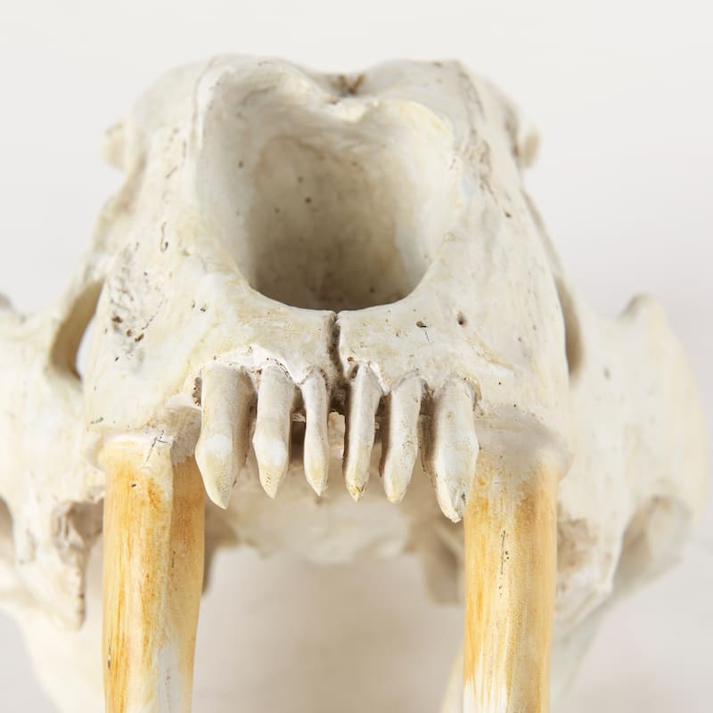 Fozzil Off-White Resin Sabertooth Cat Skull Accent Piece - 9.0L x 9.1W x 15.0H