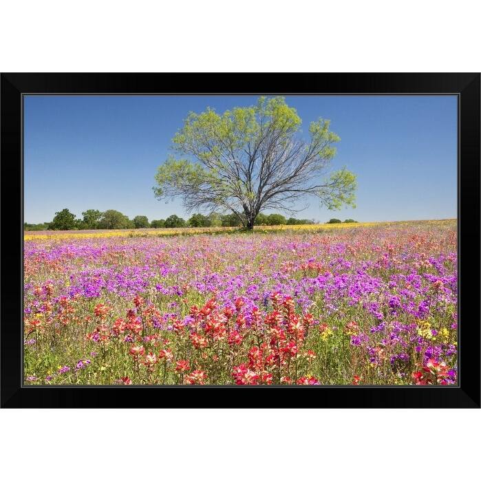 "Spring mesquite trees growing in wildflowers, Texas, USA, North America" Black Framed Print