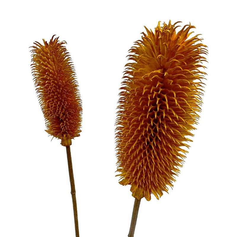 Bundle of 4 Dried Dipsacus Sativus, Teasel,20-24 inch long - 22-24 inch