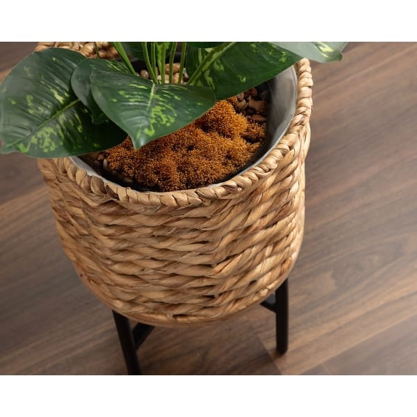 plant henna Lawsonia inermis/Henna/Mehendi Plant