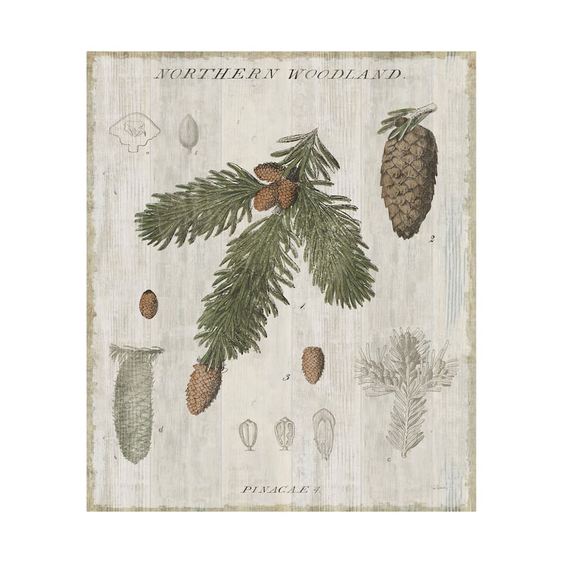 Woodland Chart V (40 x 50) Canvas Art Print - Large