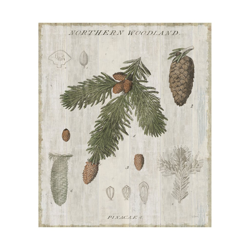 Woodland Chart V (40 x 50) Canvas Art Print