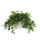 preview thumbnail 1 of 2, Ivy Plant in a Glass Vase - Green