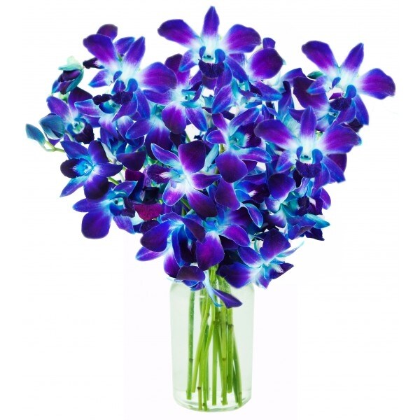 Shop Kabloom Exotic Blue Sapphire Orchid Bouquet Of 10 Fresh Blue Dendrobium Orchids From Thailand With Vase Overstock 15617184