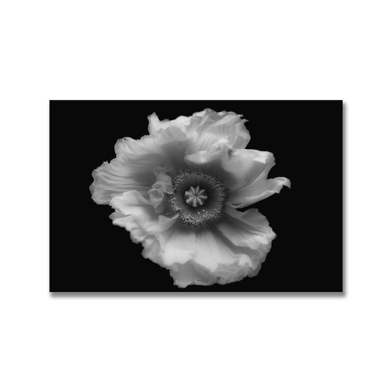 "Poppy in Mono" Framed Print Wall Art by Lotte Gronkjar