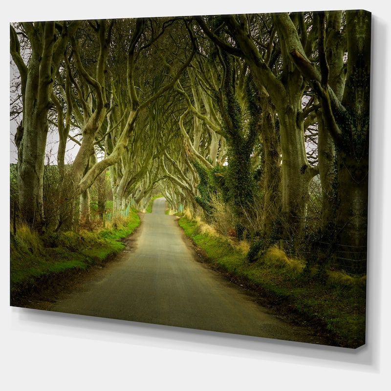 Designart "Dark Hedges Road through Old Trees" Landscape Wall Artwork Print on Canvas