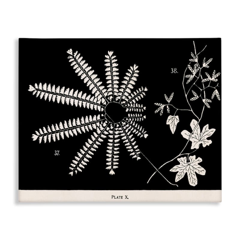 Stupell Ferns & Leaves on Black Canvas Wall Art Design By Phillipa Katz - 20 x 16