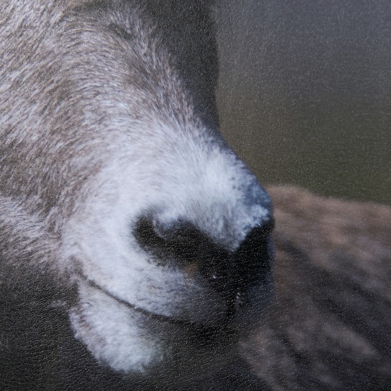 Bighorn Sheep Framed Art Print