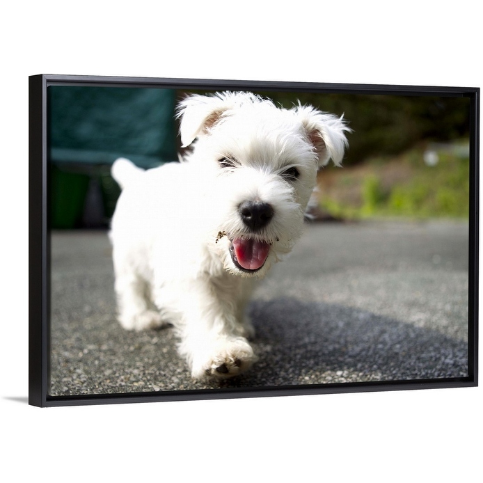 East cheap highland terrier