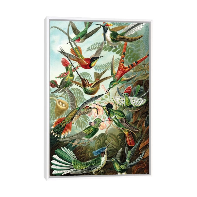 iCanvas "Haeckel Hummingbirds" by PatentPrintStore Framed Canvas Print - White - 26x18