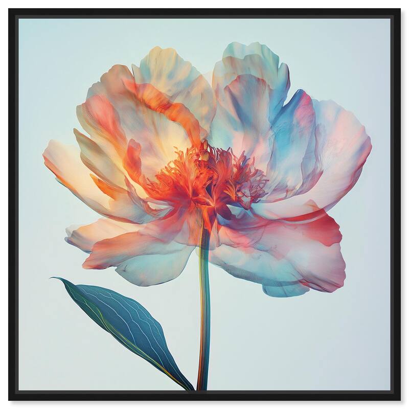 Peony Phases Canvas by Art Remedy - Black - 30" x 30"