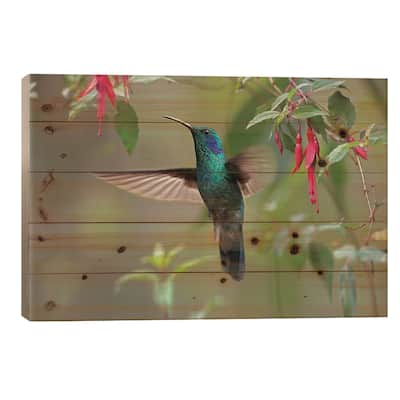 Green Violet-Ear Hummingbird Foraging, Costa Rica Print On Wood by Tim Fitzharris - Multi-Color
