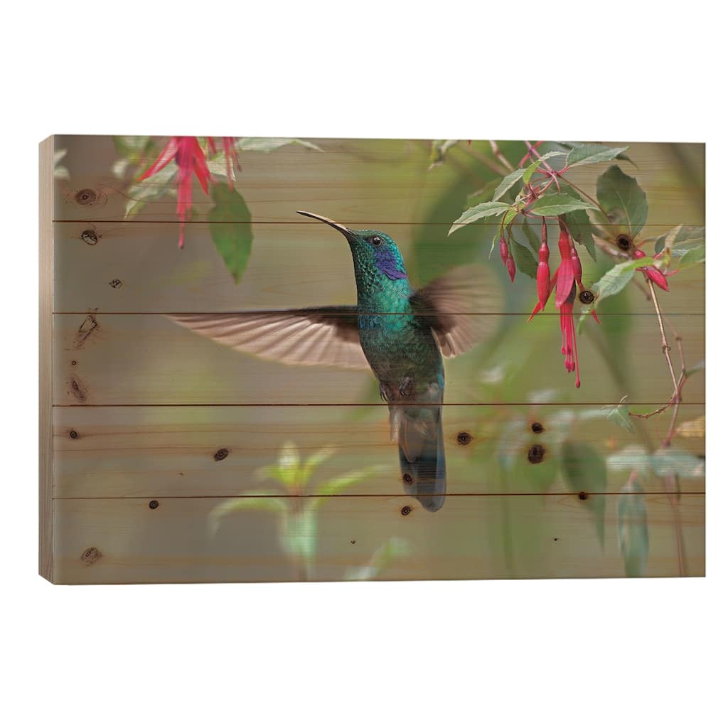 Green Violet-Ear Hummingbird Foraging, Costa Rica Print On Wood by Tim Fitzharris - Multi-Color
