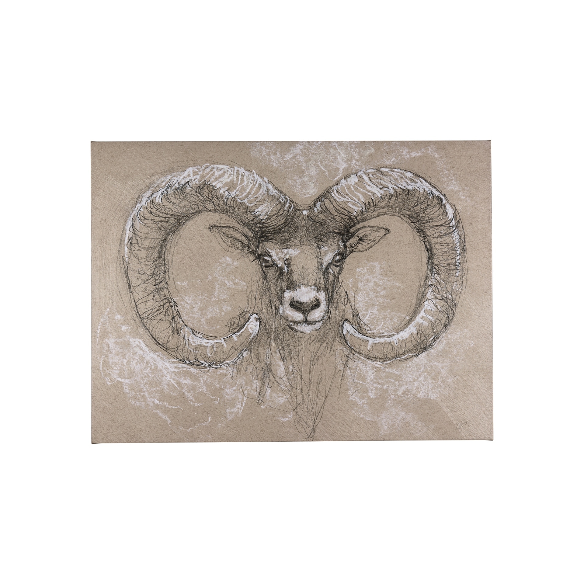 Mercana Sketch of Animal I (Wild Sheep) (40 x 30) Canvas Art Print