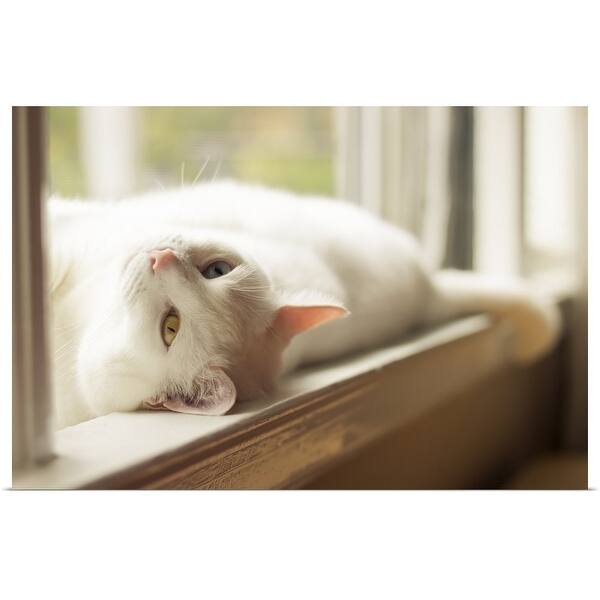 Shop A White Cat With One Blue Eye And One Yellow Eye Lounging In