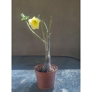 Shop 9greenbox Yellow Sorbet Desert Rose Overstock 17936243