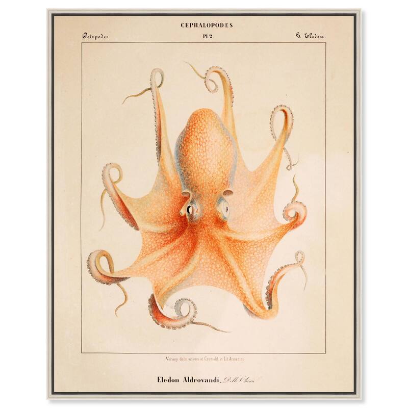 Verany The Octopus 1815 II Canvas by Art Remedy - 16" x 20" - Silver