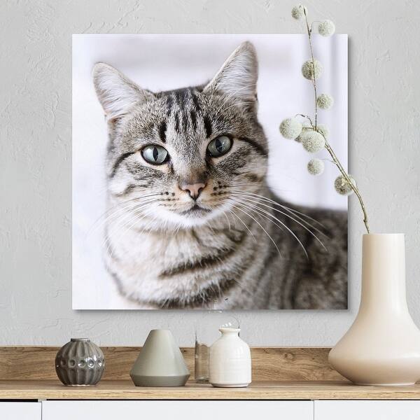Shop Tabby Gray Cat And Green Eyes Canvas Wall Art Overstock