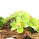 preview thumbnail 4 of 3, Orchid and Succulent Arrangement