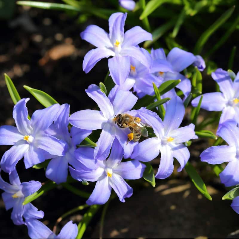 Spring Garden Glory of the Snow - Blue & White Flowers - 45 Bulbs - Attracts Butterflies, Bees & Hummingbirds - 45 Bulbs