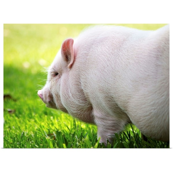 https://ak1.ostkcdn.com/images/products/is/images/direct/d6b82d700223e454ae7967d729df9c770e4482f5/%22Young-Vietnamese-Potbellied-pig-playing-in-grass-on-sunny-day.%22-Poster-Print.jpg?impolicy=medium