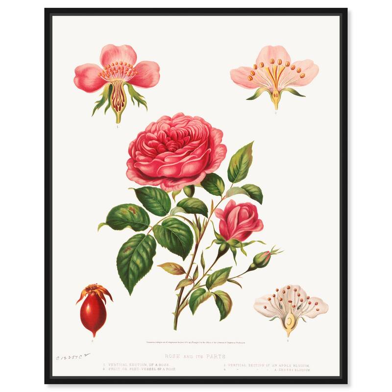 Rose and its parts (1872) Canvas by Art Remedy - Black - 20" x 24"