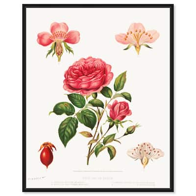 Rose and its parts (1872) Canvas by Art Remedy