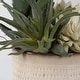preview thumbnail 2 of 2, Uttermost 60208 Seaside Succulents 12" Tall Ceramic Faux Flora Planter - Tan