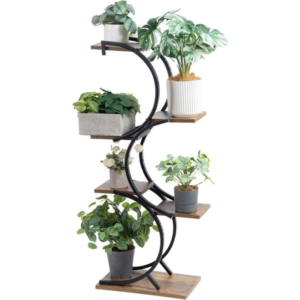 chinese jade plant Crassula ovata "Jade" 14" low bowl